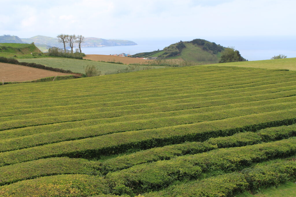 Thee - Green Symphony - Afbeelding 3