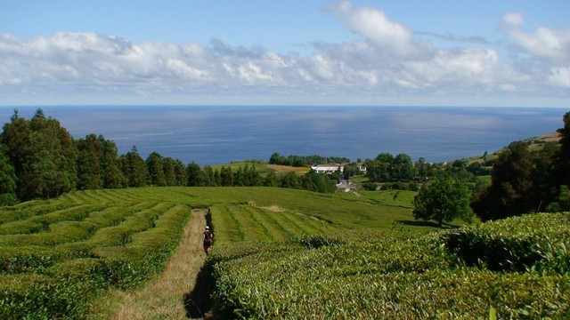 Thee - Black Suite - Afbeelding 3